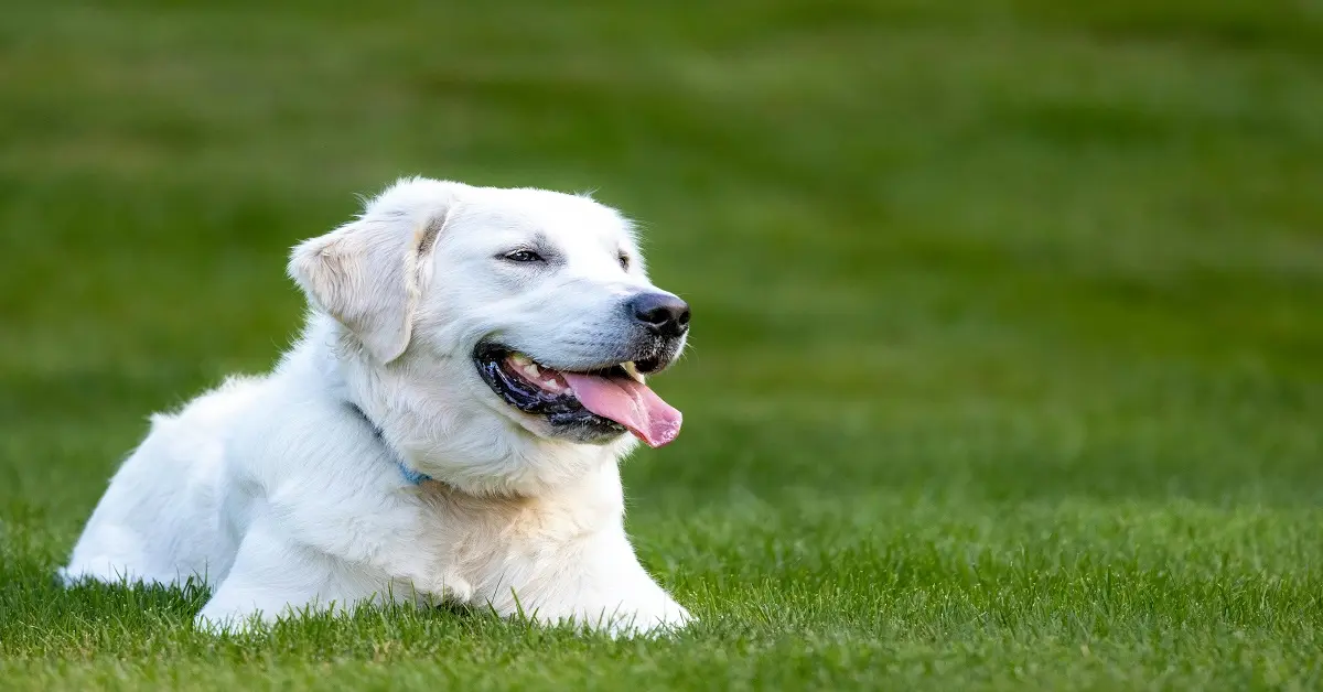 english cream golden retriever