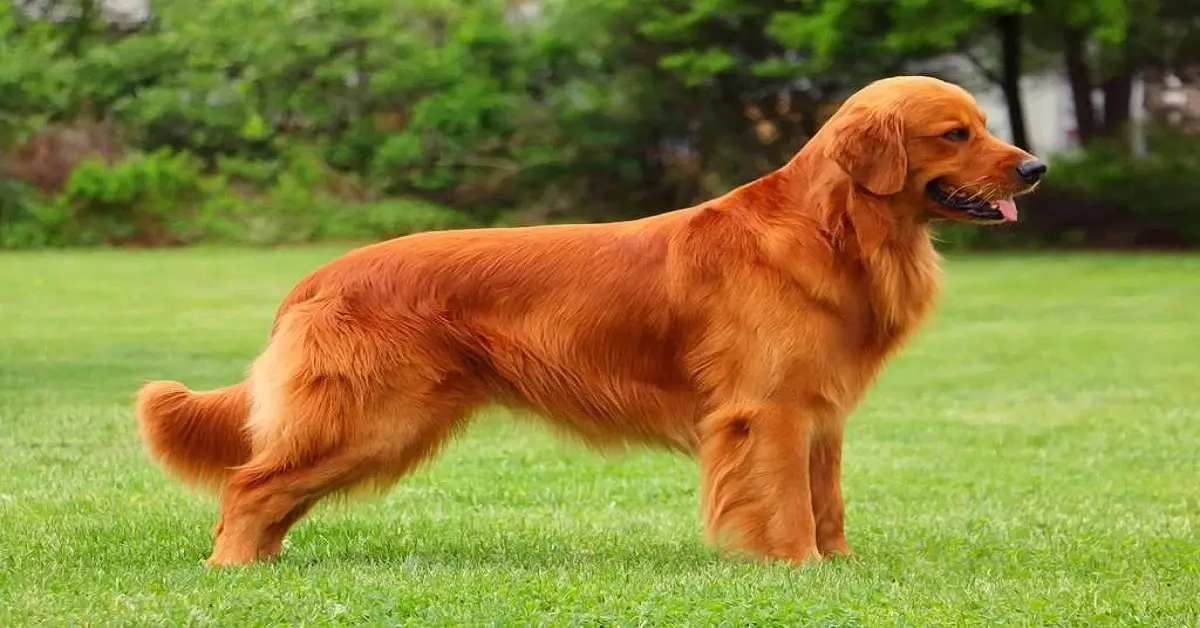 red golden retriever