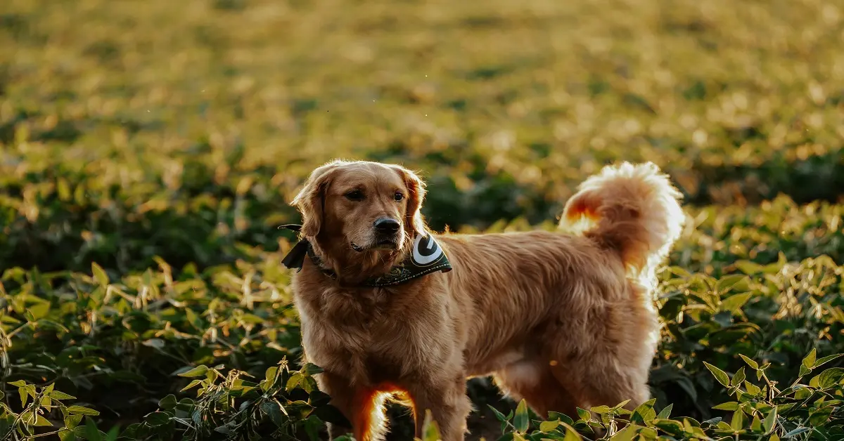 golden-retriever-dachshund-mix
