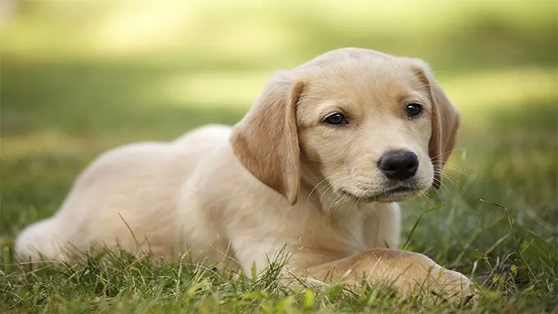 golden-retriever-lab-mix