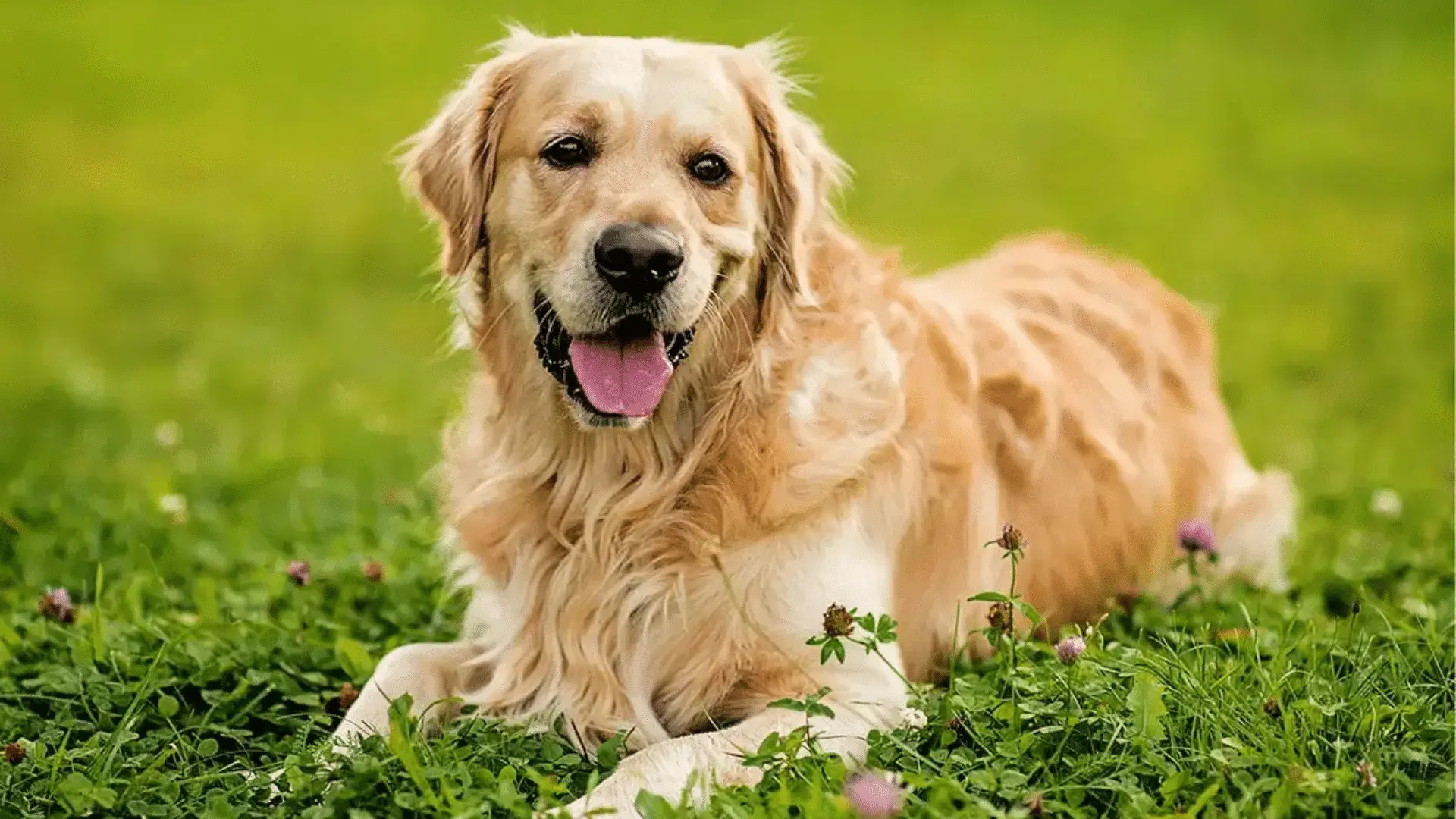 golden retriever lifespan