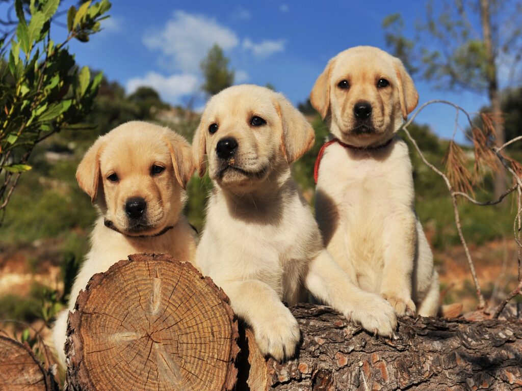 golden-retriever-prices