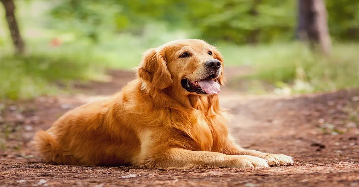golden-retriever-colors
