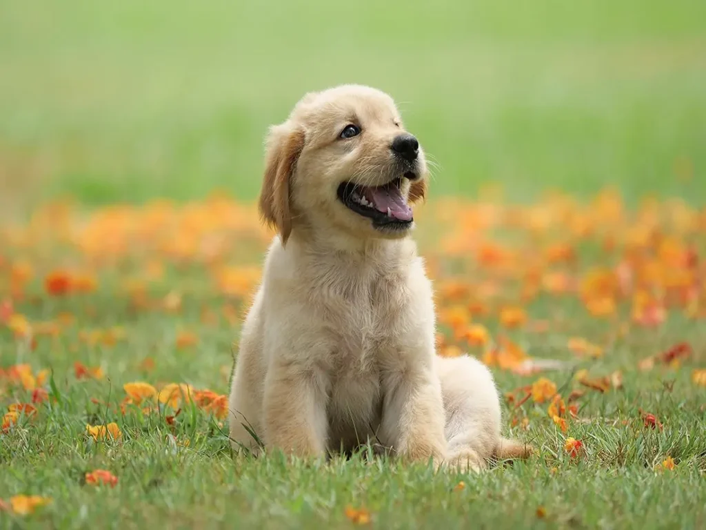 mini-golden-retriever
